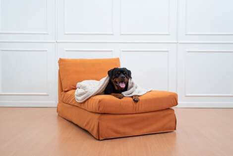 Rottweiler dog on IKEA Kivik chaise lounge