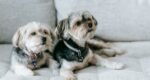 Sbarazzati degli odori ostinati degli animali domestici dal tuo divano con questi semplici trucchi