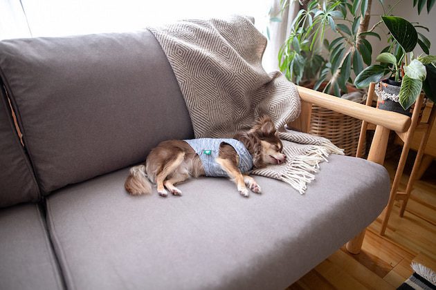 dog sleeping on sofa