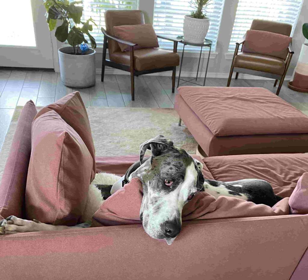 A dog on a pink sofa. 