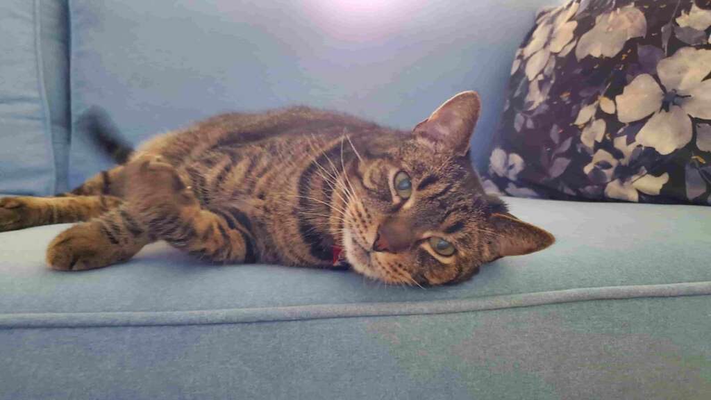 A brown cat on a blue sofa. 