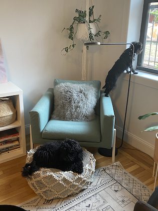 A dog on a green armchair.