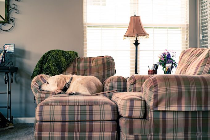 dog-on-plaid-couch-in-living-room