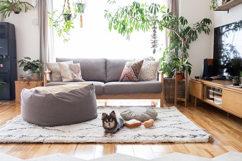 Muji-sofa-brown-slipcovers-living-room-dog