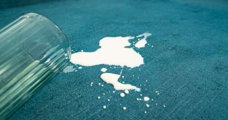 Milk spills on a blue sofa.