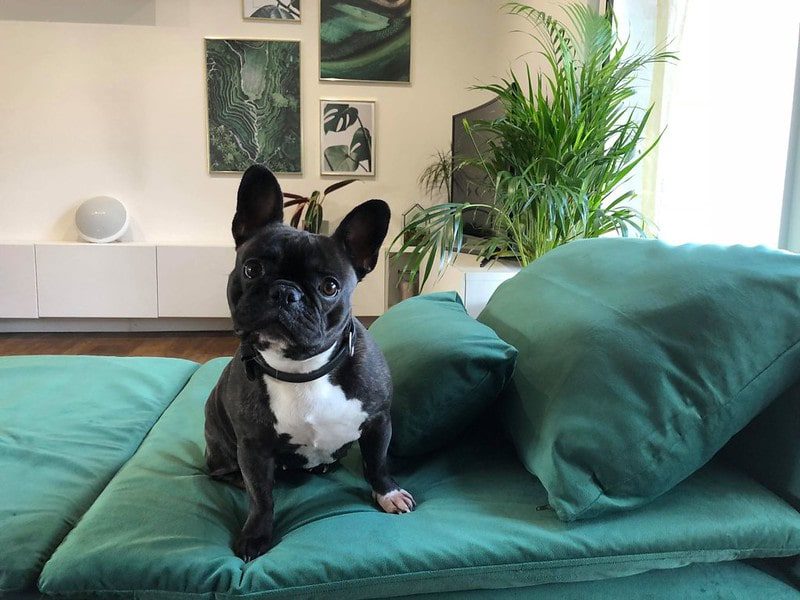 French-bulldog-green-sofa