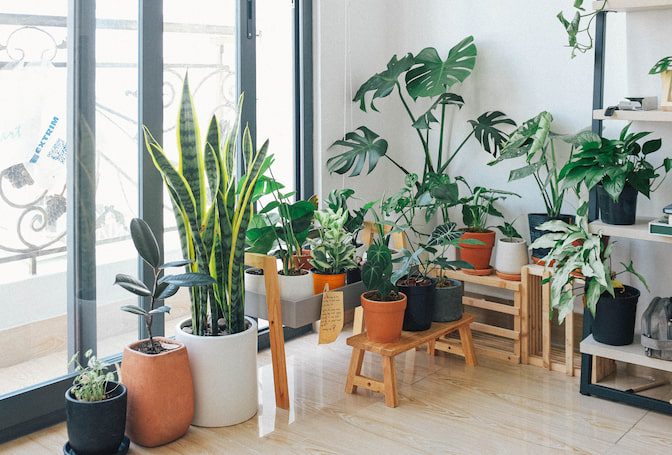 potted-plants-indoor-living-room