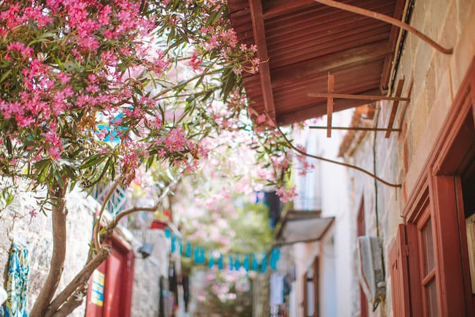 pink-flowers-outdoor-spring