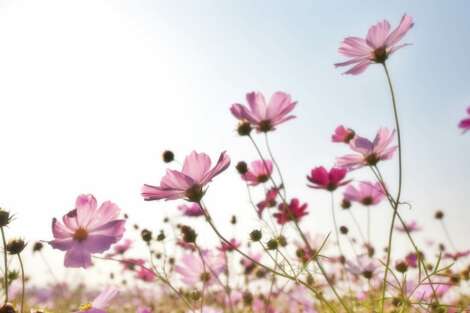 pink-flowers-spring