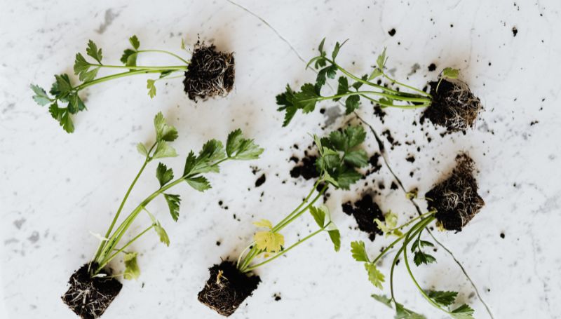 herbs-on-the-ground-indoor-summer-activity