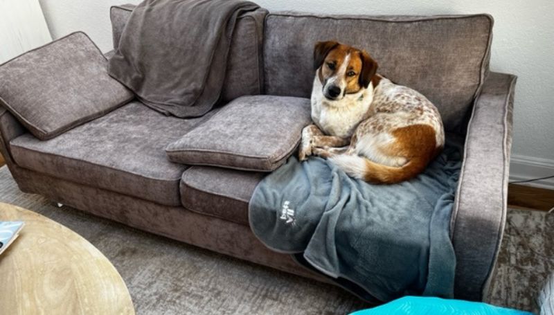 dog-on-purple-couch