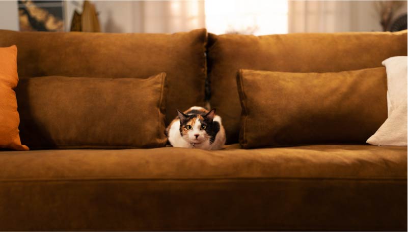 cat-on-caramel-velvet-sofa-fall-season